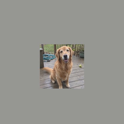 The same dog, very small in the frame