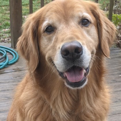 A clear daylight photo of a dog facing the camera