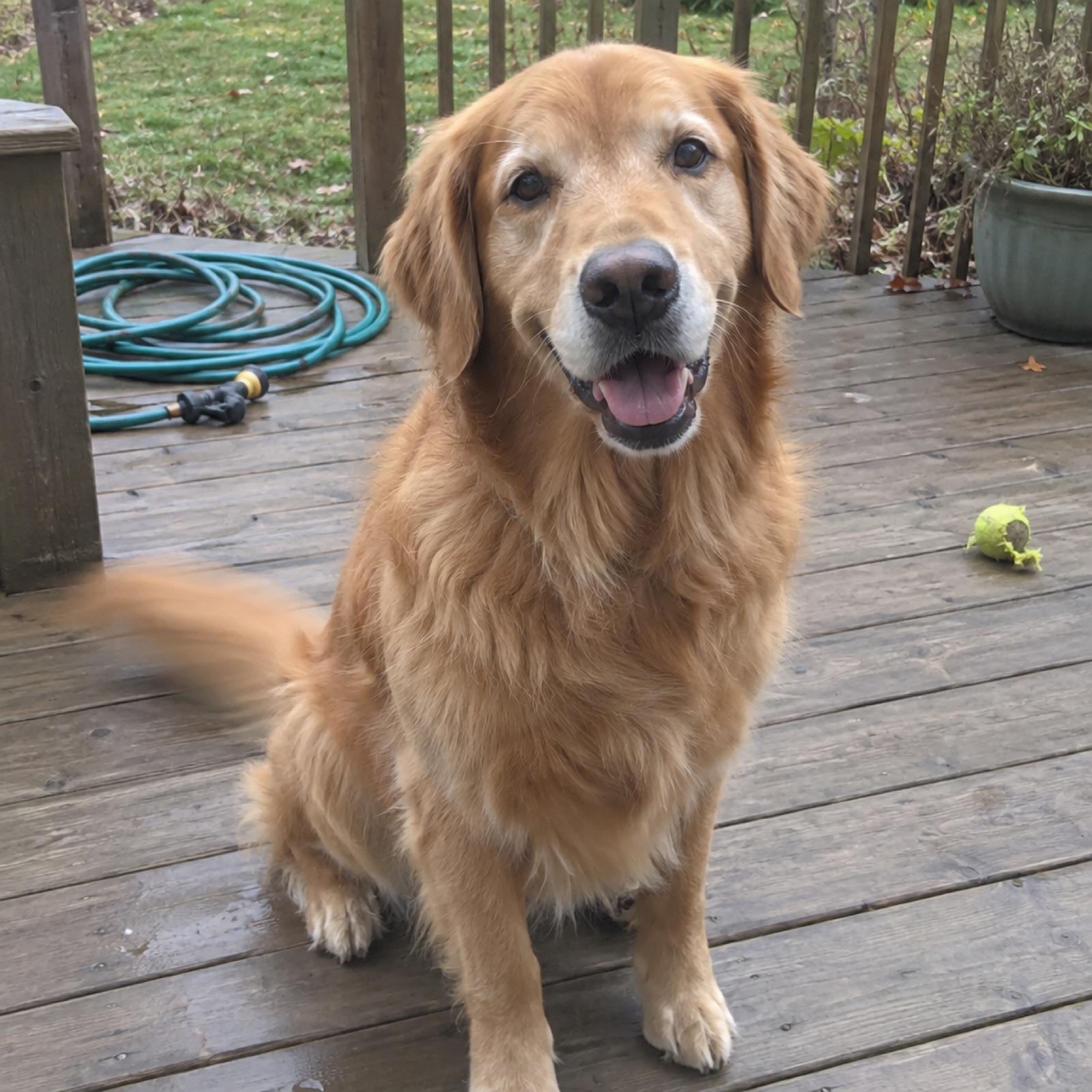 An ordinary phone photo of a golden retriever on a porch